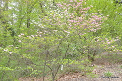 Cornus florida 'Cherokee Chief' — photo 3